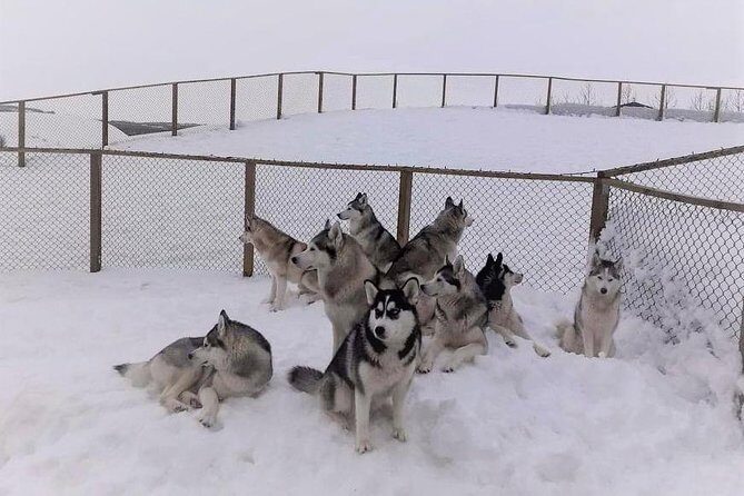 Hiking with Husky in Akureyri (private) - FAQ