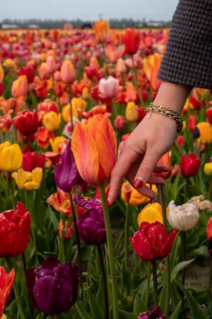 Hillegom: Tulip Barn Entry Ticket - Key Points