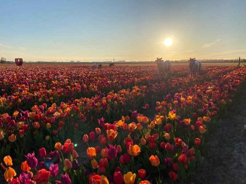 Hillegom: Tulip Barn Entry Ticket - The Food & Drink Experience