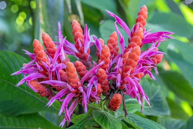 Hilo: Gardens, Waterfalls & Farmers Market Shore Excursion - An Overview of the Itinerary