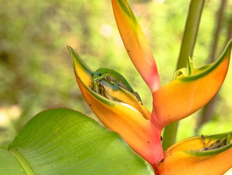 Hilo: Gardens, Waterfalls & Farmers Market Shore Excursion - In Summary