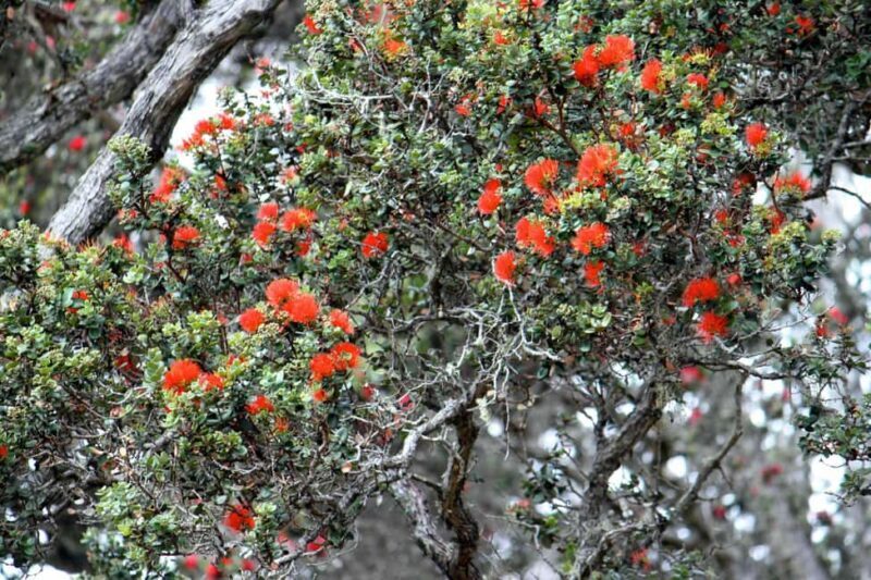 Hilo: Hawaii Volcanoes National Park and Hilo Highlights - Frequently Asked Questions