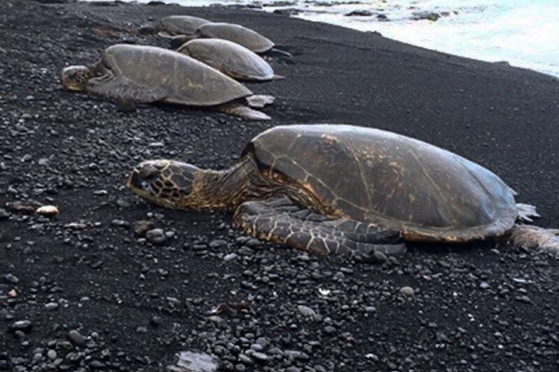Hilo: Sea Turtle Lagoon and Black Sand Beach Snorkel - A detailed look at the tour experience