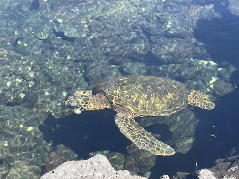 Hilo: Sea Turtle Lagoon and Black Sand Beach Snorkel - FAQ
