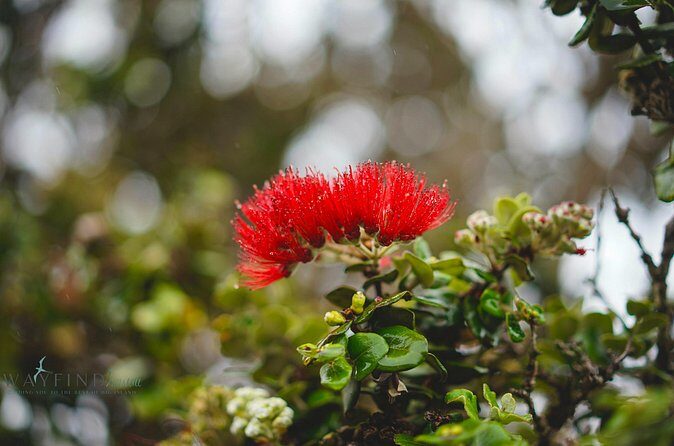 Hilo Shore Excursion: Private Kilauea Volcano Tour - FAQ