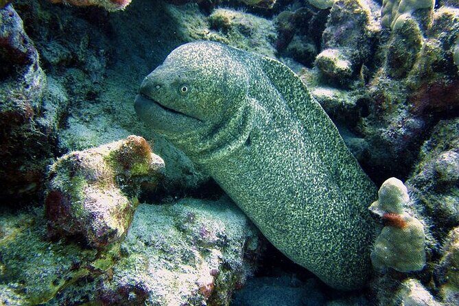 Hilo's Remote Tropical Reef 2 Tank Boat Dive - Key Points