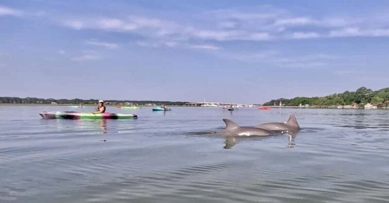 Hilton Head: 2-Hour Kayak Dolphin Nature Tour - The Guides and Their Role in Making It Special