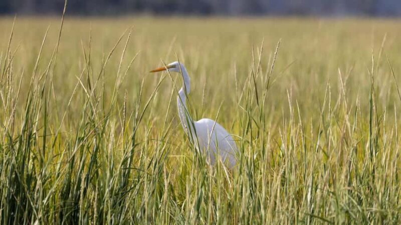 Hilton Head: 2 Hour Large Group Tour (7-20 people) - The Appeal of the Private Experience
