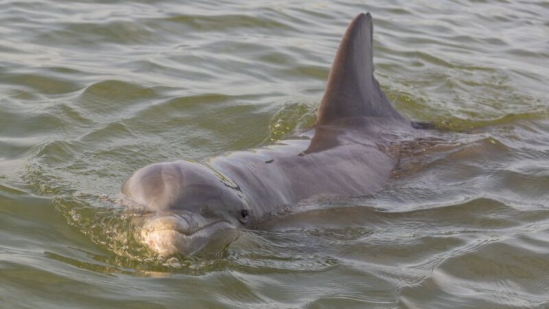 Hilton Head: 2 Hour Private Dolphin Tour - What the Reviews Say