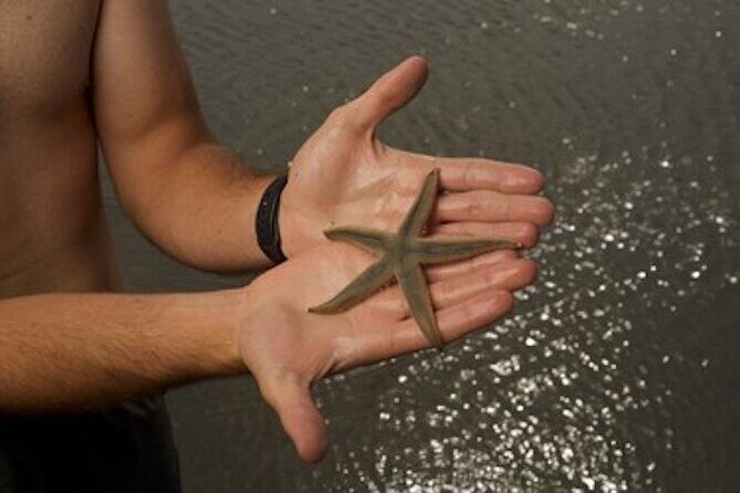 Hilton Head Dolphin Tour with Stop at Disappearing Island - An In-Depth Look at the Hilton Head Dolphin Tour