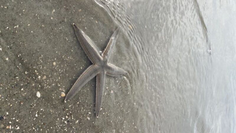 Hilton Head: Guided Disappearing Island Tour by Mini Boat - The Practical Side: Group Size and Duration