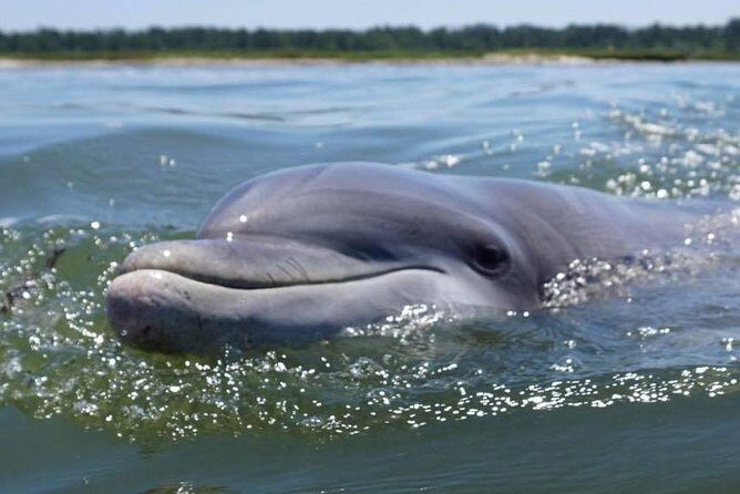 Hilton Head Guided Kayak Eco Tour - The Value of a Guided Eco Tour