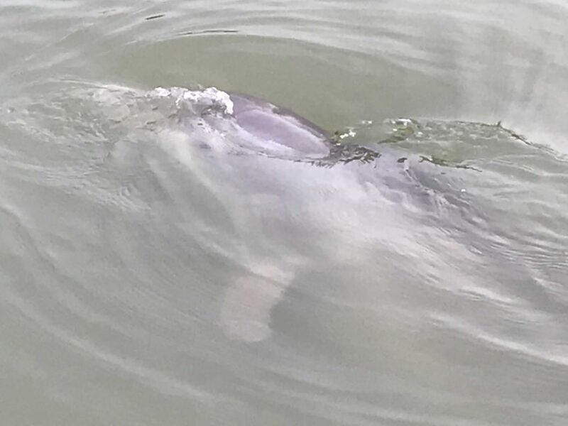 Hilton Head Island: 90-Minute Dolphin & Nature Tour - What to Expect on the Tour