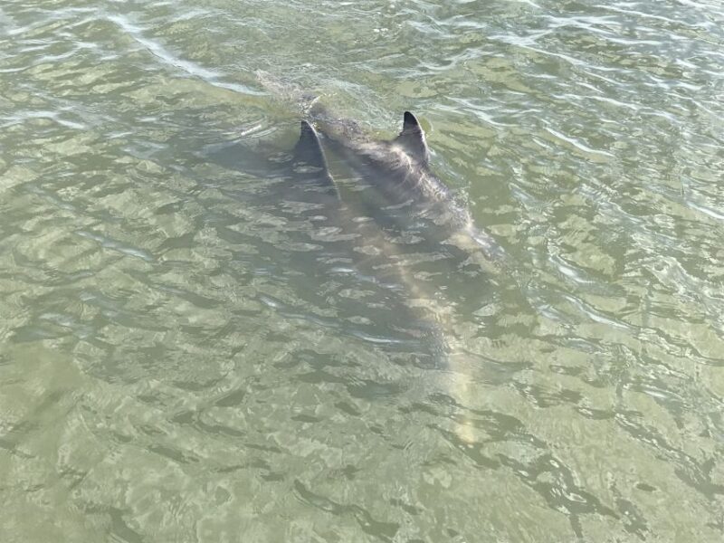 Hilton Head Island: 90-Minute Dolphin & Nature Tour - Final Thoughts