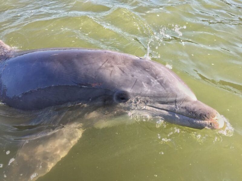 Hilton Head Island: Daytime Dolphin Watching Boat Tour - The Itinerary and Experience Breakdown
