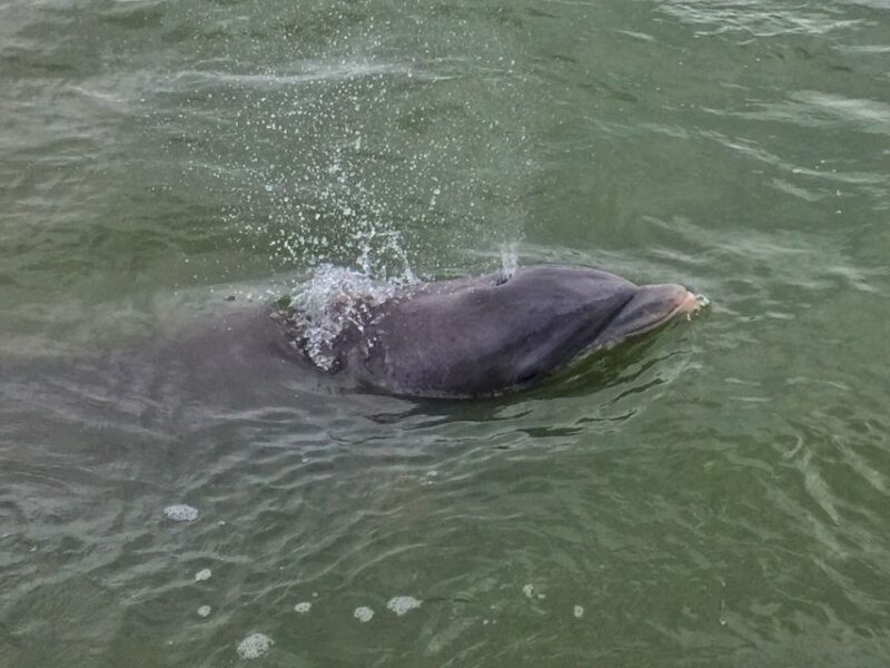 Hilton Head Island: Daytime Dolphin Watching Boat Tour - Frequently Asked Questions