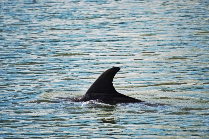Hilton Head Island: Disappearing Island and Dolphin Tour - Exploring Hilton Head’s Waters: What to Expect on the Tour
