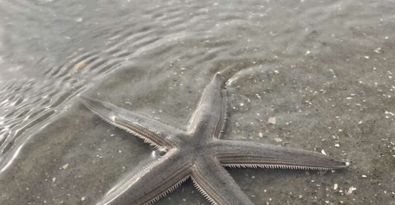 Hilton Head Island: Disappearing Island and Dolphin Tour - Practical Details: What You Need to Know