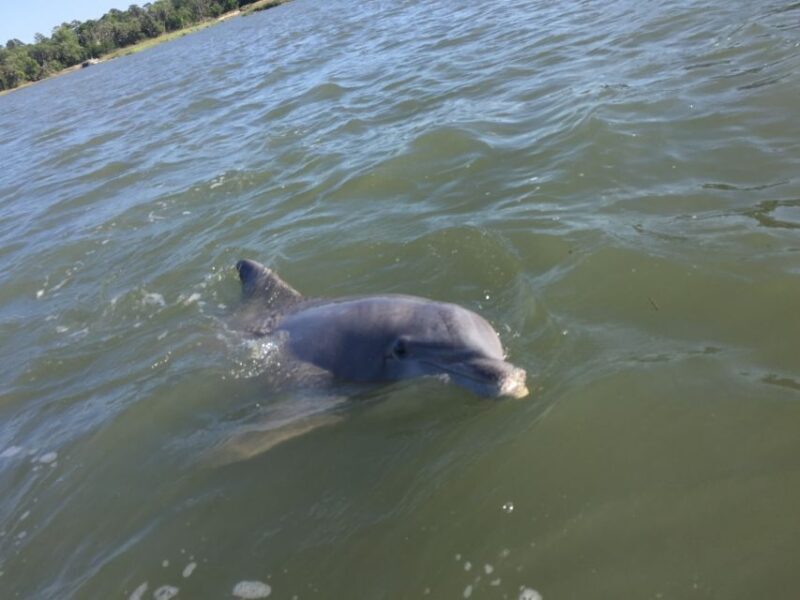 Hilton Head Island: Disappearing Island and Dolphin Tour - FAQs