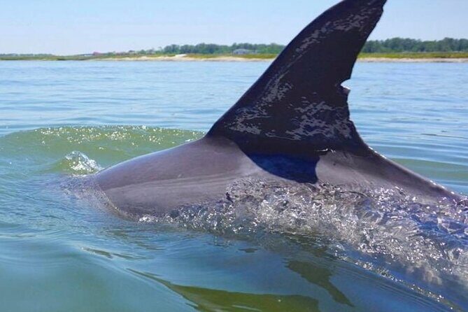 Hilton Head Island Dolphin Boat Cruise - What to Expect on the Hilton Head Dolphin Cruise