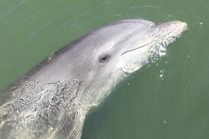 Hilton Head Island Dolphin Boat Cruise - The Sum Up