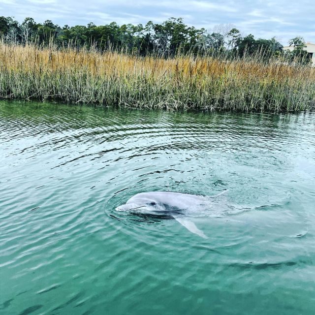 Hilton Head Island: Dolphin Cruise & Nature Tour - What You Can Expect on the Tour