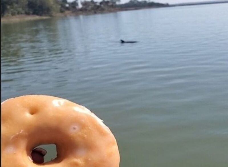 Hilton Head Island: Dolphin Watching Cruise with Donuts - The Value of the Tour