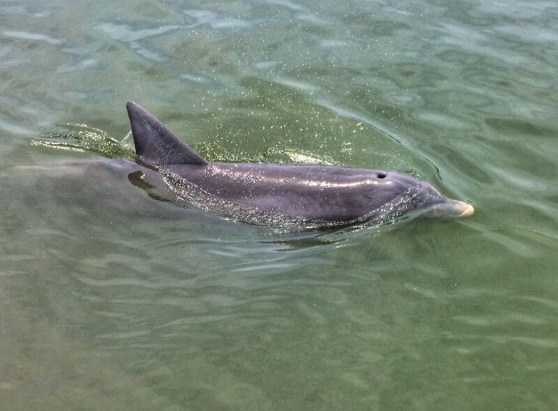 Hilton Head Island: Dolphin Watching Cruise with Donuts - Who Will Love This Tour?