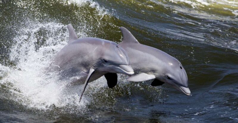 Hilton Head Island: Ocean Dolphin Cruise - What to Expect from the Hilton Head Ocean Dolphin Cruise