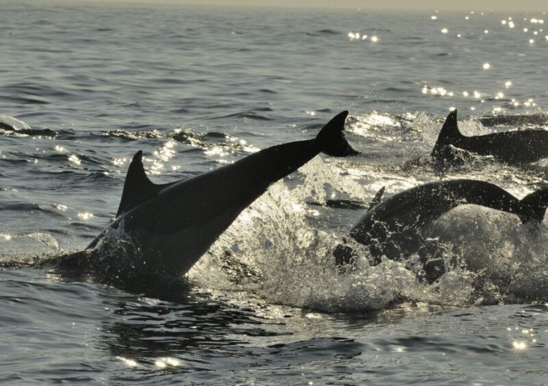 Hilton Head Island: Ocean Dolphin Cruise - Who Should Consider This Tour?