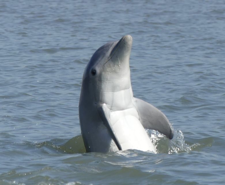 Hilton Head Island: Private Dolphin and Nature Tour - The Experience of the Guide