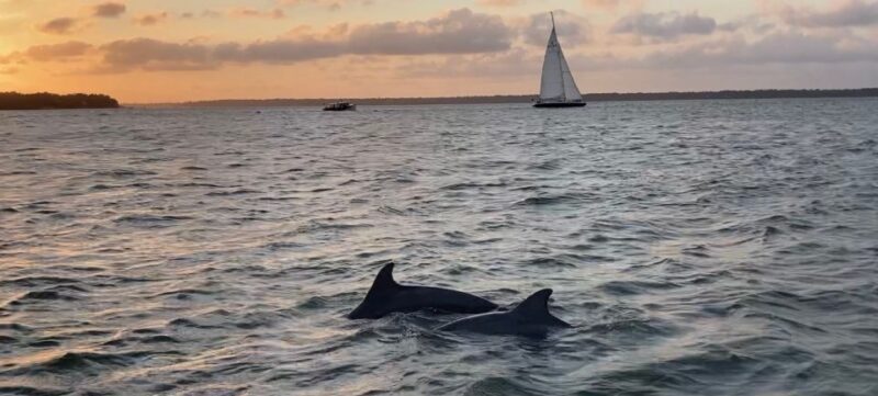 Hilton Head Island: Private Dolphin and Nature Tour - The Real Experience: What It Feels Like
