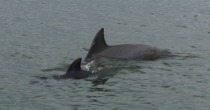 Hilton Head Island: Private Dolphin and Nature Tour - Who Will Love This Tour?