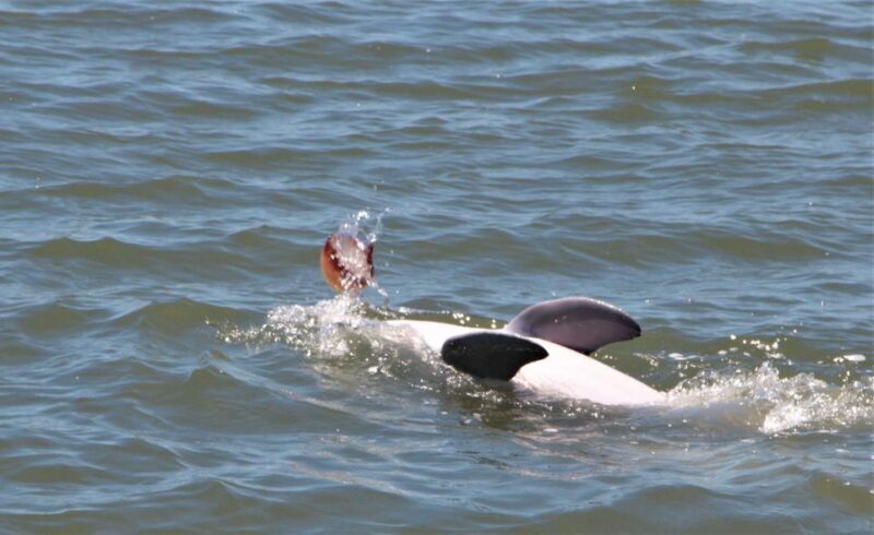 Hilton Head Island: Private Dolphin Watching Boat Tour - Food & Comfort: What’s Included