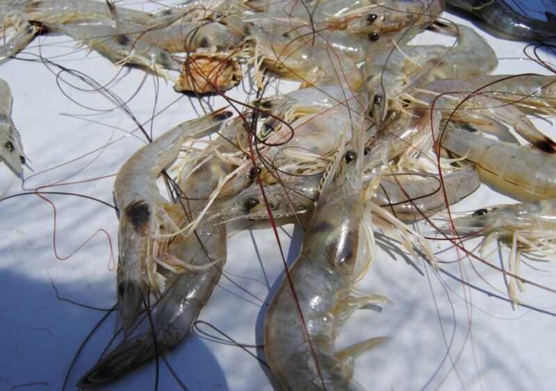 Hilton Head Island: Shrimp Trawling Boat Tour - What the Reviews Say