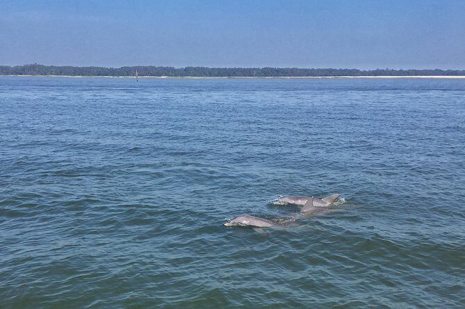Hilton Head Morning Dolphins & Donuts Cruise - Group and Booking Details