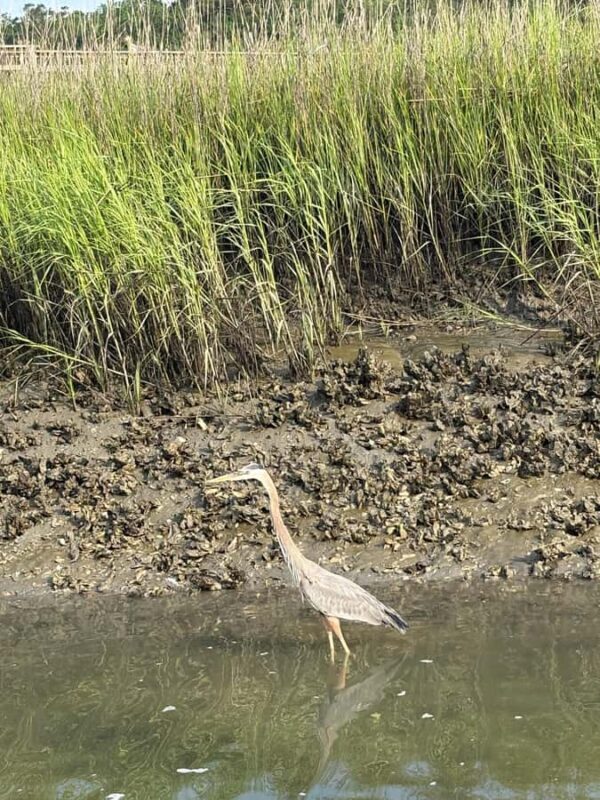 Hilton Head: Private 2-Hour Kayak Dolphin Nature Tour - Who Is This Tour Best Suited For?
