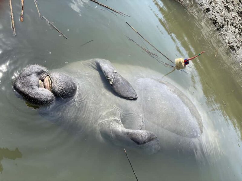 Hilton Head: Private 2-Hour Kayak Dolphin Nature Tour - FAQs