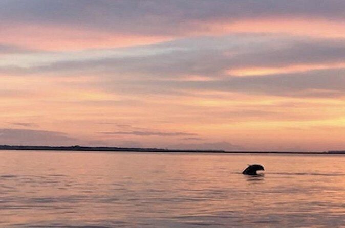 Hilton Head Sunset Dolphin and Sightseeing Tour via Mini Boat - FAQ