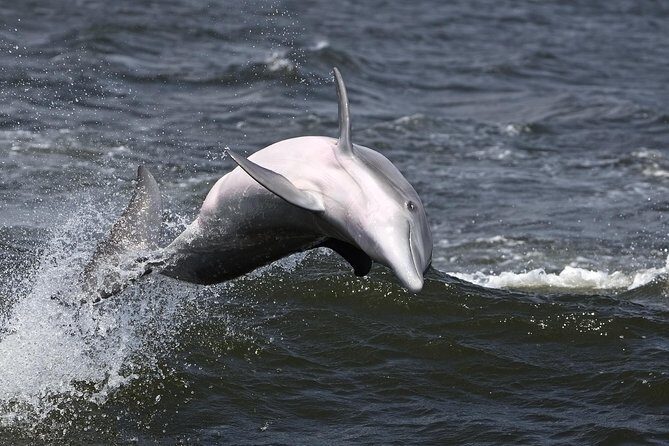 Hilton Head Sunset Dolphin Watching Cruise - The Price and Value