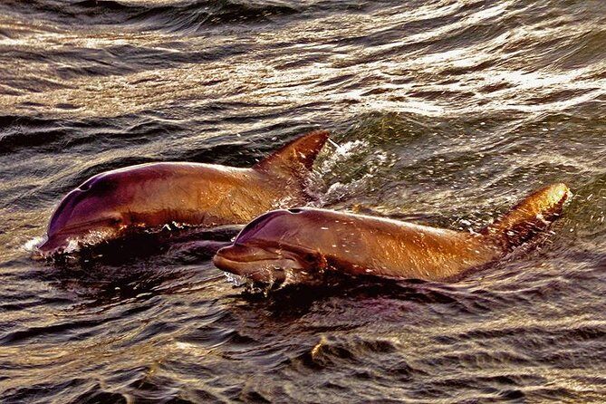 Hilton Head Sunset Dolphin Watching Cruise - Final Thoughts: Who Should Consider This Tour?