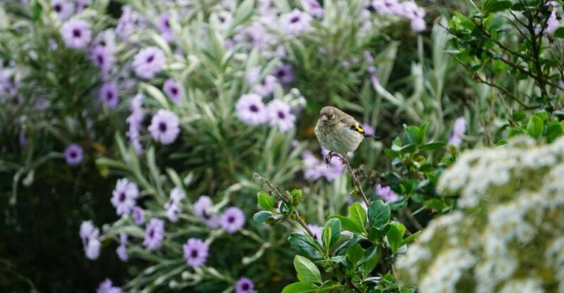 Historic Orkney Private Odyssey Tour By a Native Islander - Key Points