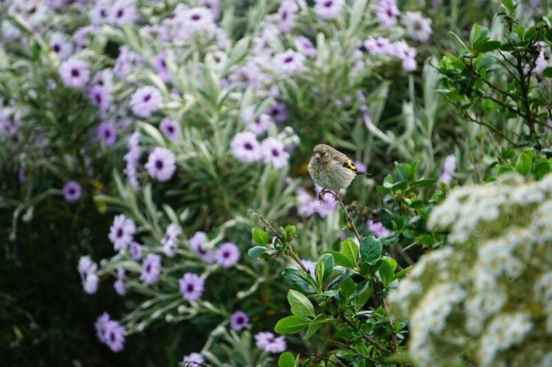 Historic Orkney Private Odyssey Tour By a Native Islander - Why This Tour Stands Out