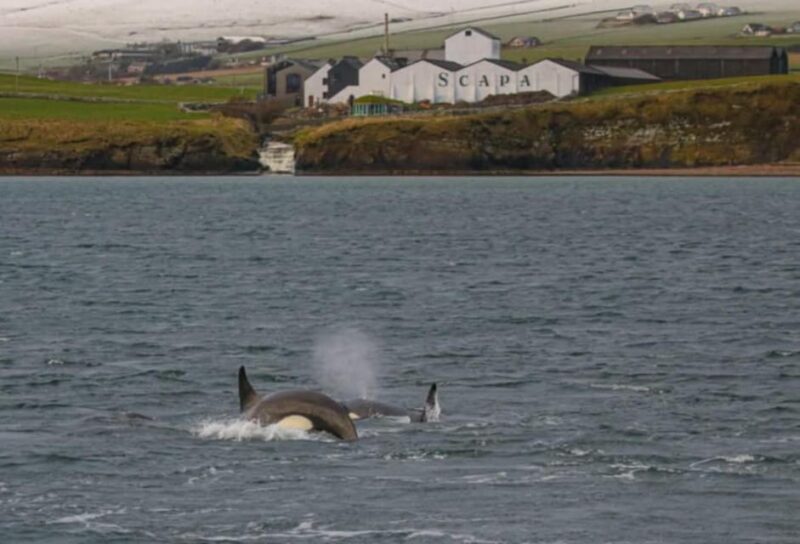 Historic Orkney Private Odyssey Tour By a Native Islander - Is This Tour Right for You?