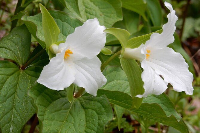 Historic River Town Ramble - Authentic Traveler Opinions & Highlights