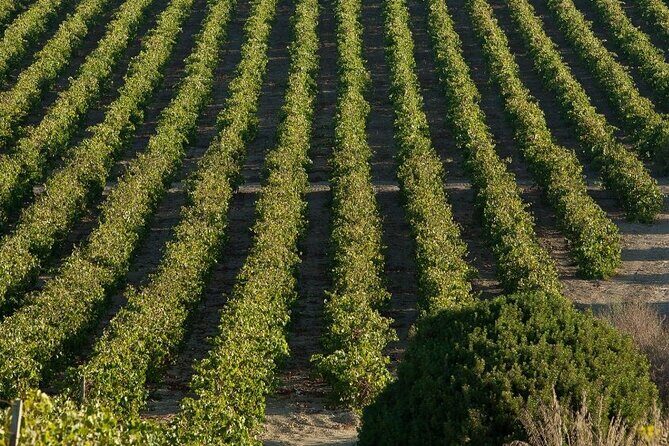 Historic winery visit with food and wine tasting in Marsala - Price and Value