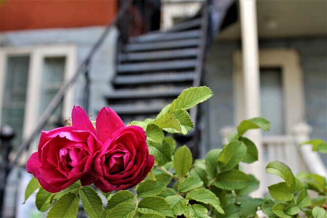 History of Levis and Tasting at the Ostara Market - FAQ