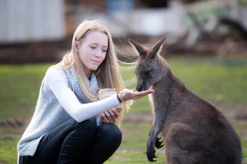Hobart: Admission Ticket to Bonorong Wildlife Sanctuary - Key Points