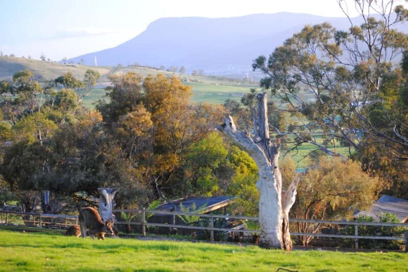 Hobart: Admission Ticket to Bonorong Wildlife Sanctuary - Final Thoughts