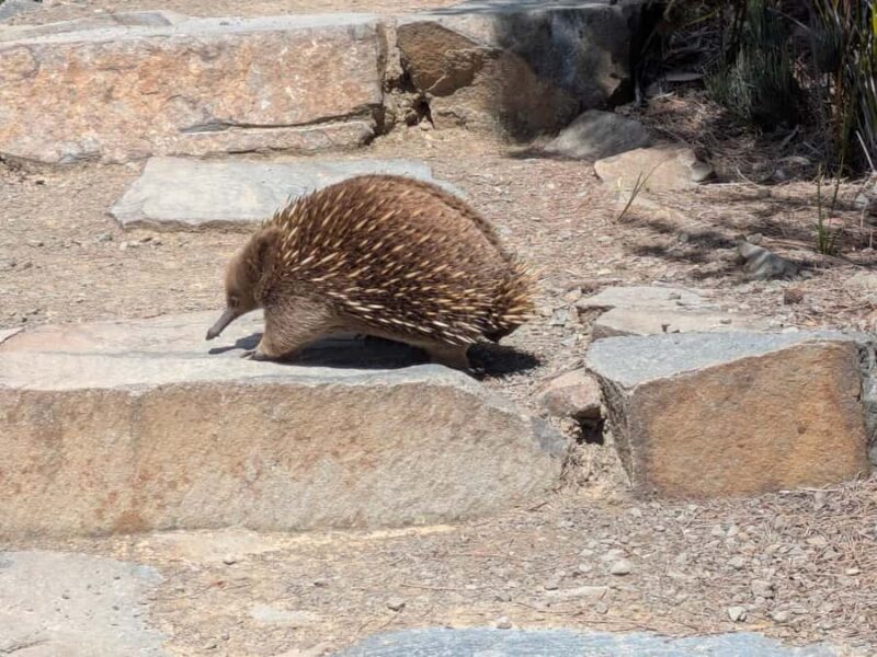 Hobart: Cape Hauy Hike - The Value Proposition